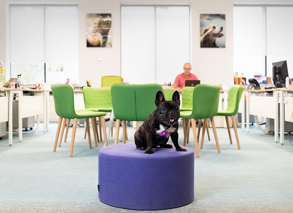 Зачем существуют зайцы? Отвечает Искусственный интеллект